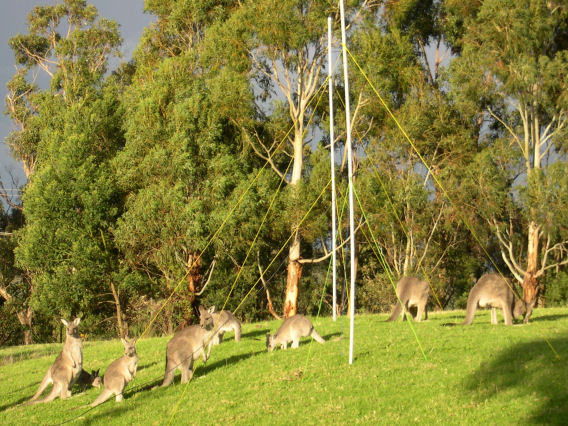 Kangaroos by Radio Jove dual-dipole array in Melbourne, Australia